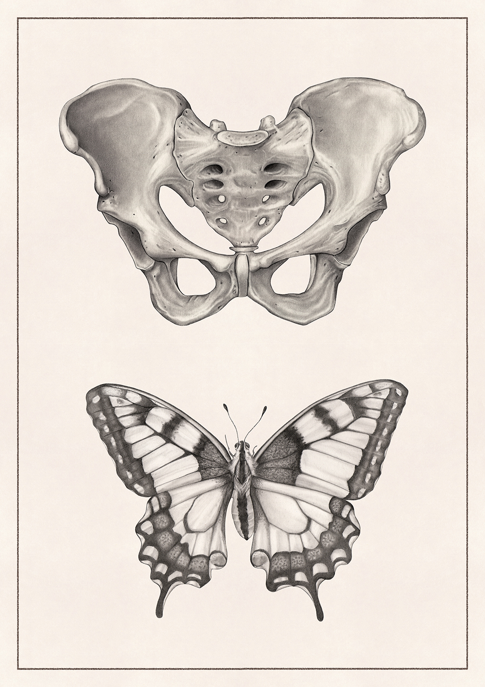giulia-borsi-illustration-analogia-naturalis 75