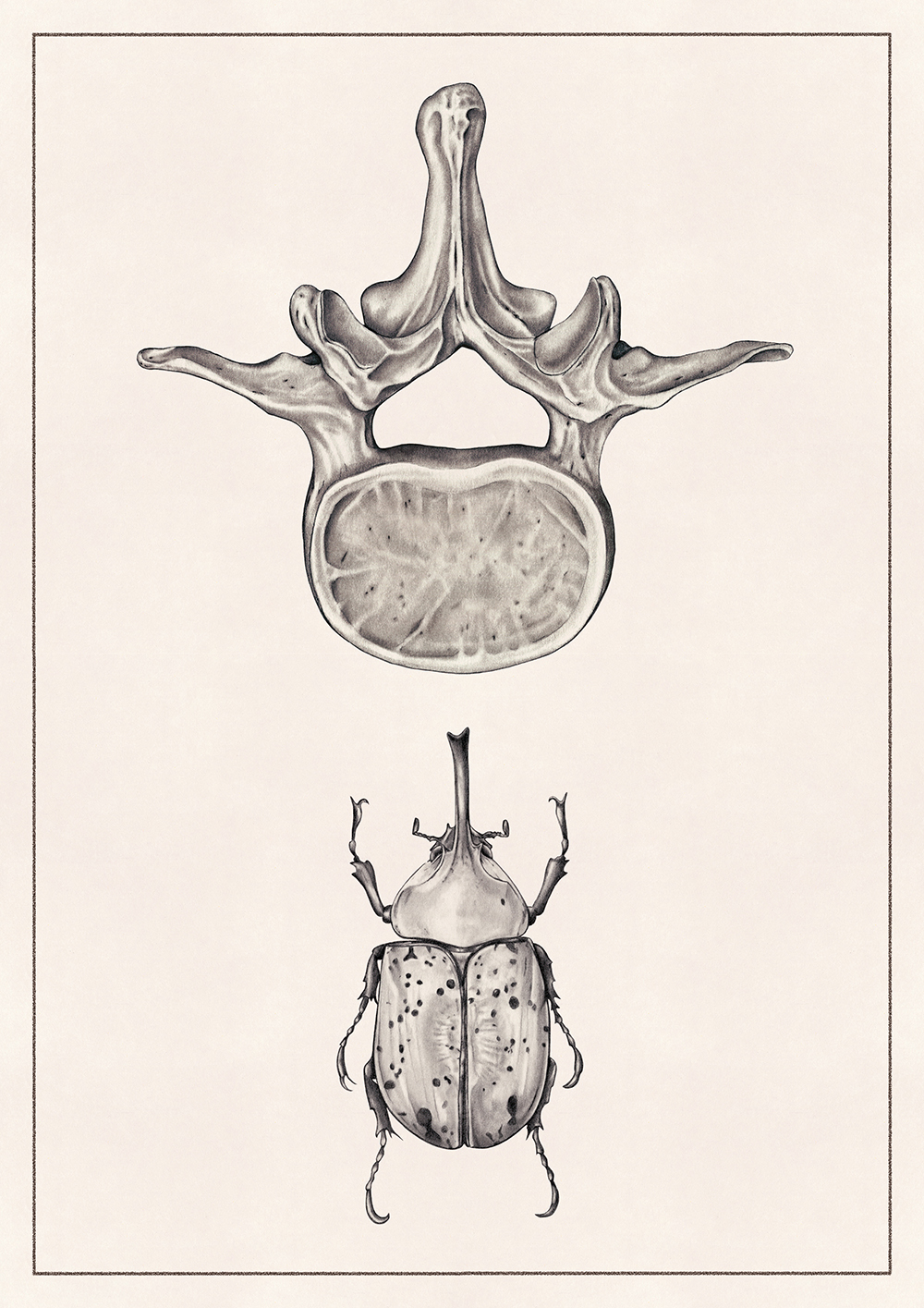 giulia-borsi-illustration-analogia-naturalis