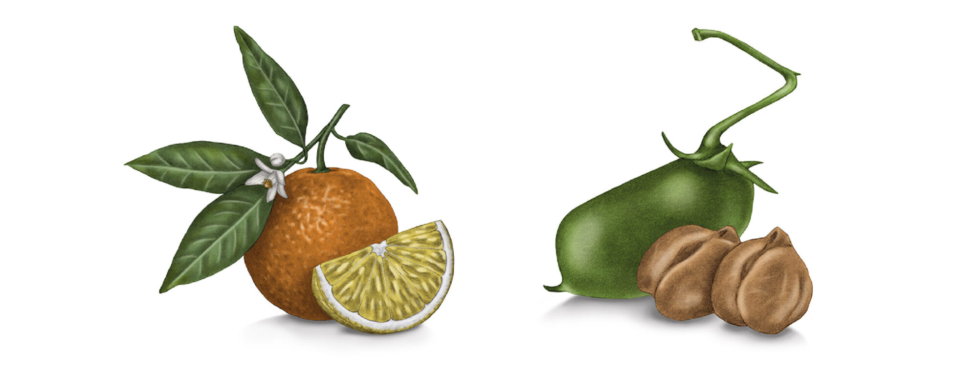 giulia-borsi-illustration-label-design-oranges-chickpeas