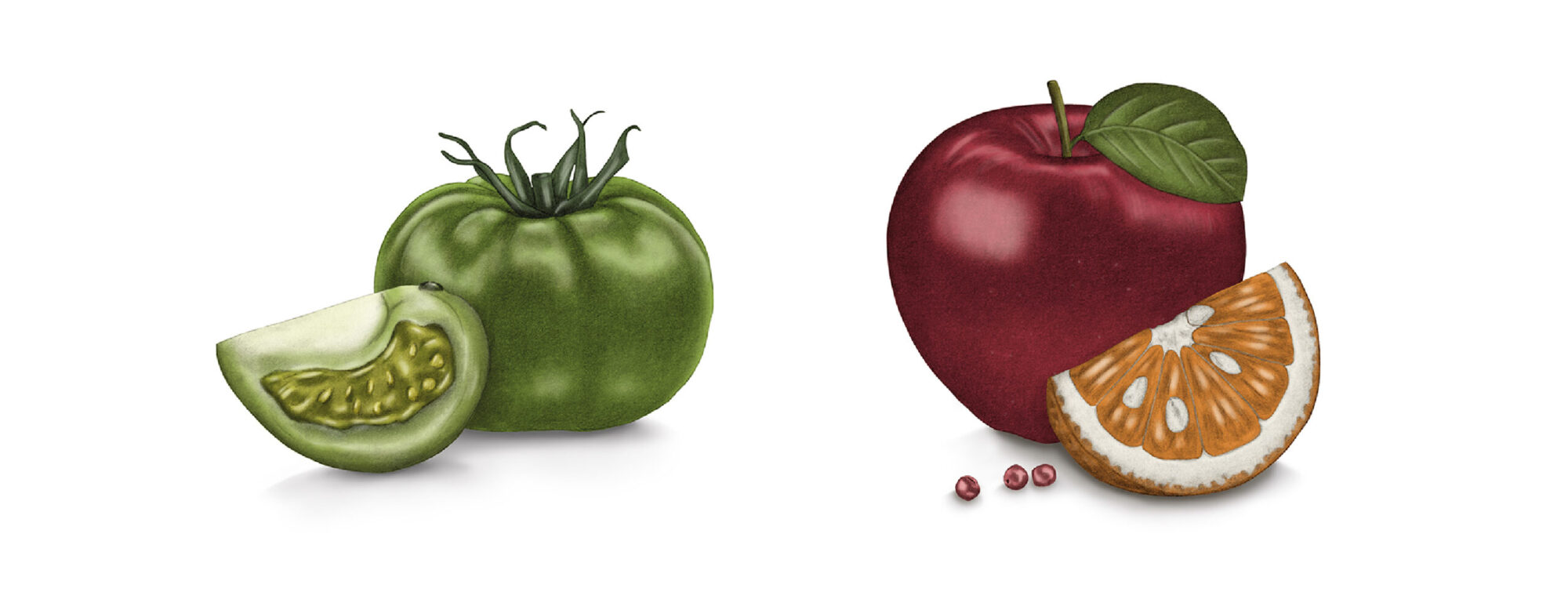 giulia-borsi-illustration-label-design-tomatoes-apples