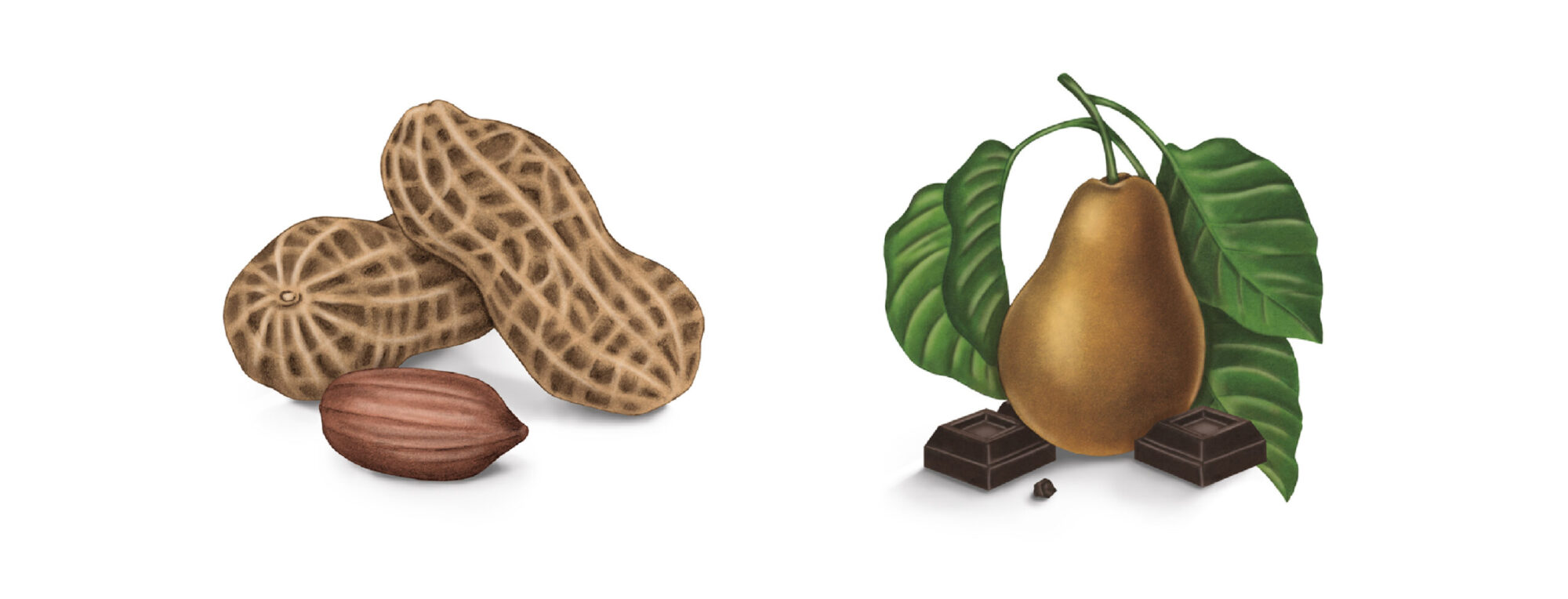 giulia-borsi-illustration-label-design-peanuts-pears-chocolate
