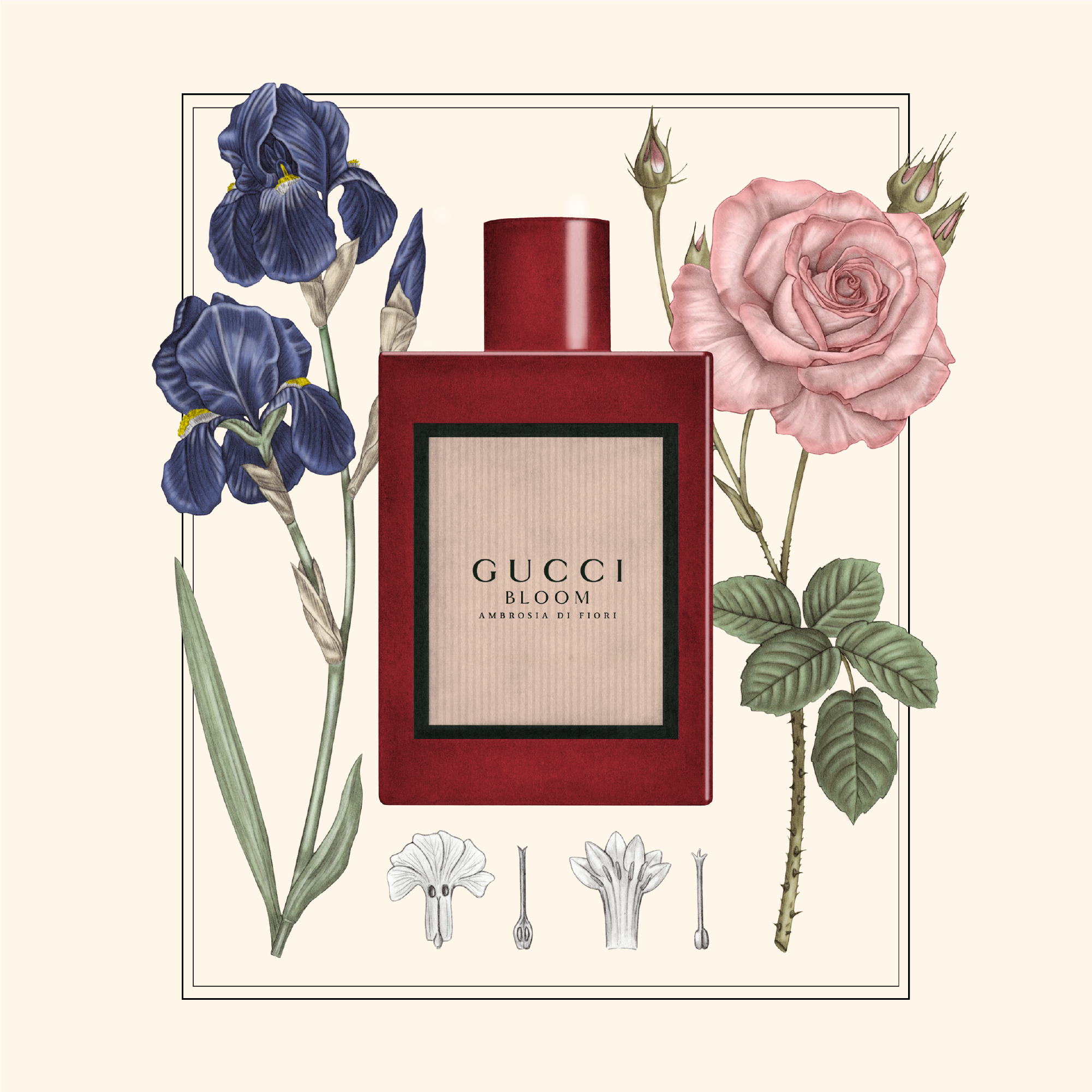 giulia-borsi-illustration- luxury-perfumes