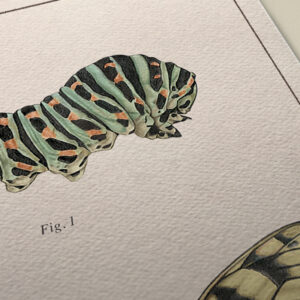 butterfly-metamorphosis-print-detail