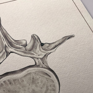 vertebra-and-beetle-print-detail