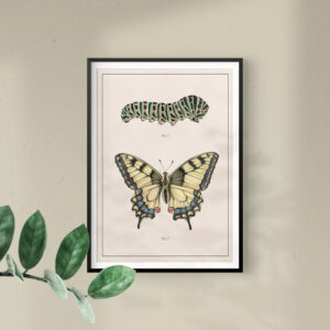 butterfly-metamorphosis-print