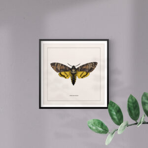 moth-print