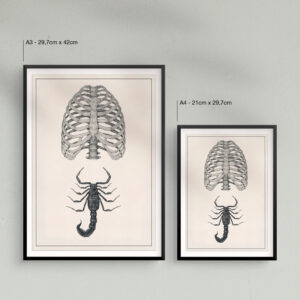 rib-cage-and-scorpion-print-size