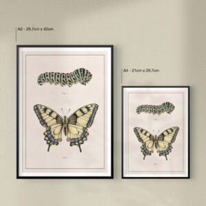 butterfly-metamorphosis-print-size