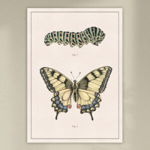 butterfly-metamorphosis-print